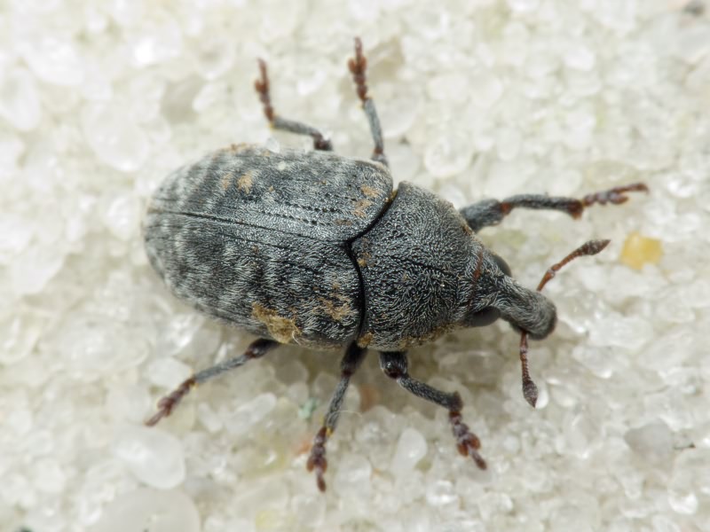 Larinus obtusus Gyllenhal, 1835